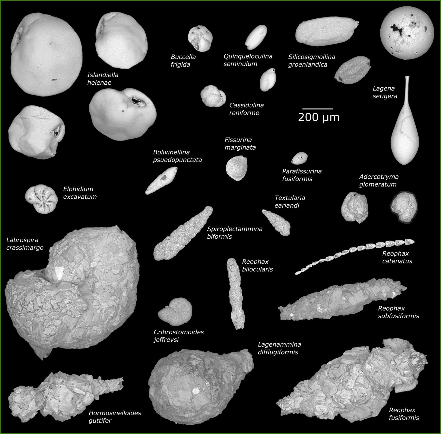 A black and white image showing various microscope images of creatures that vary in shape from long and thin to round and lumpy