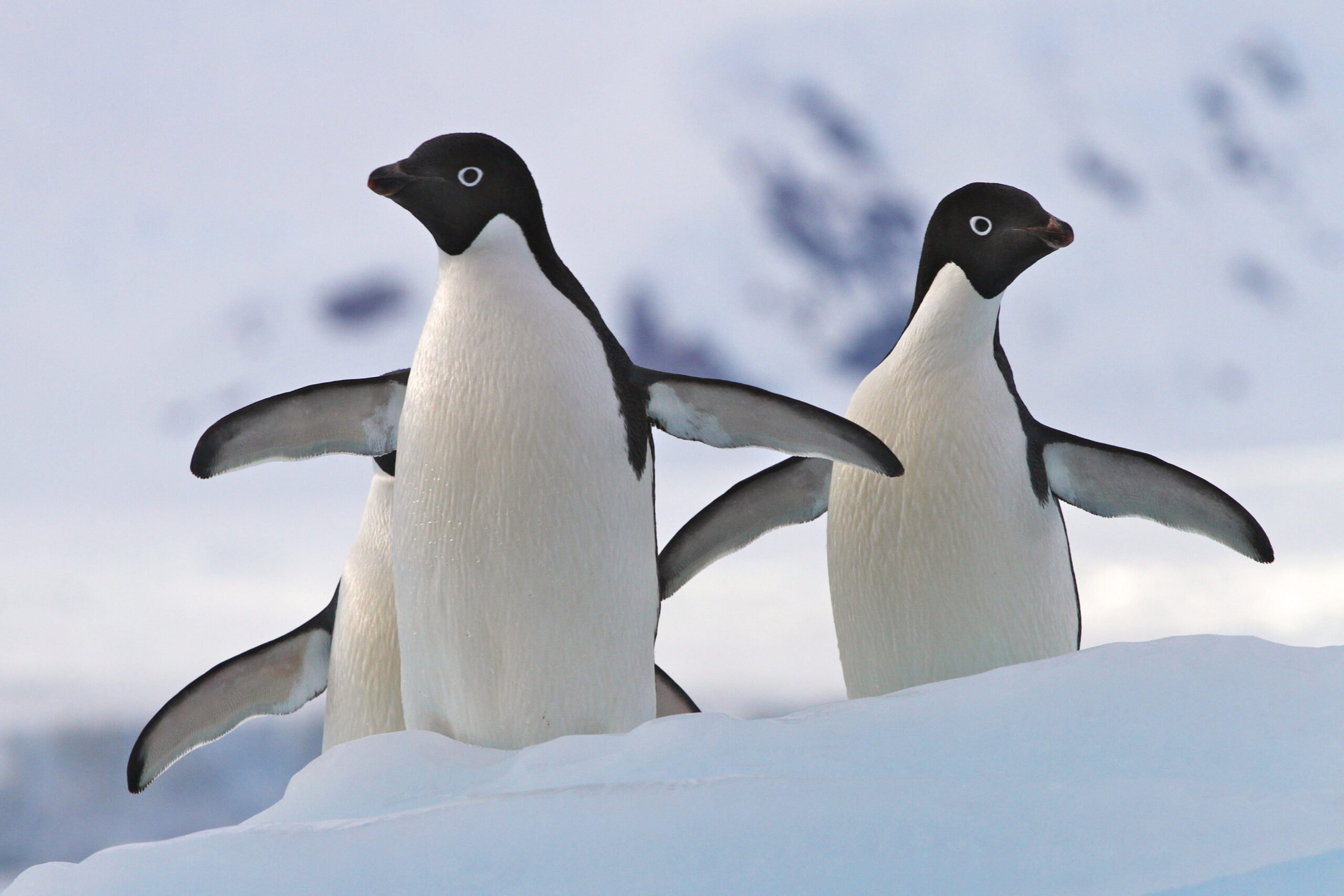 Two Adelie penguins in the snow.