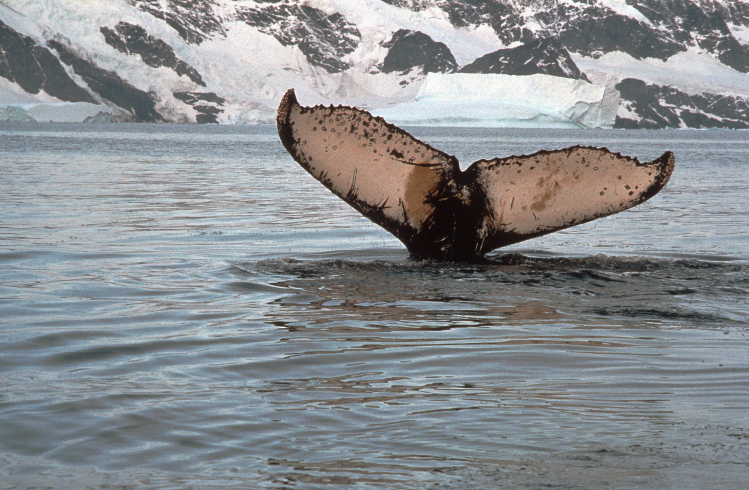 A whale tail with snowy mountains behind