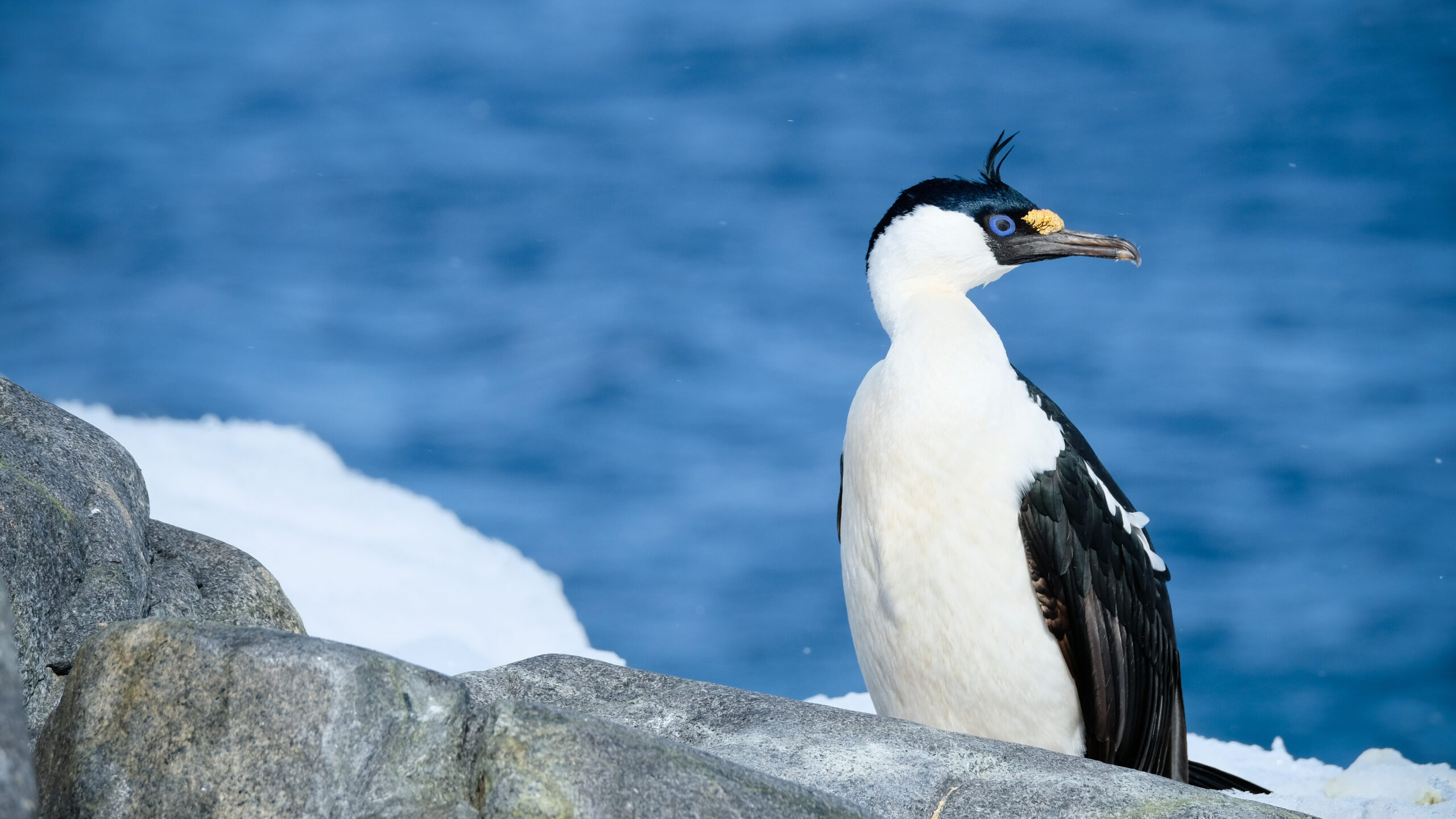 A white and black bird sits on a rock. It is looking to the side and has a bright blue eye and a tuft of black feathers sticking up on top of its head