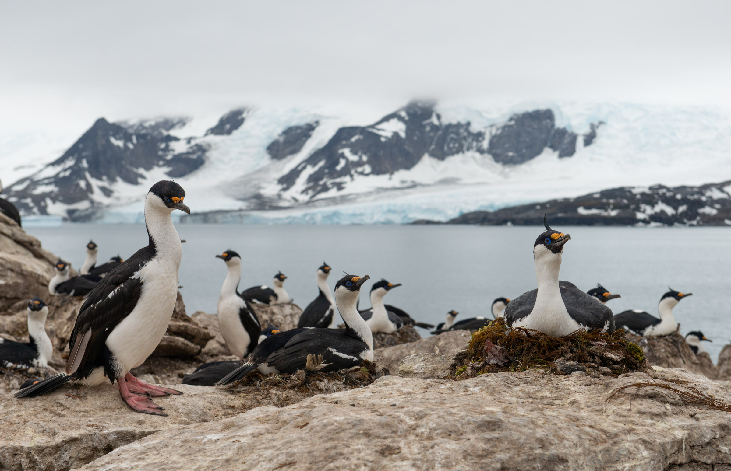 A group of birds with white chests, black heads and backs and a yellow splodge on their beak. There is water and snowy mountains in the background