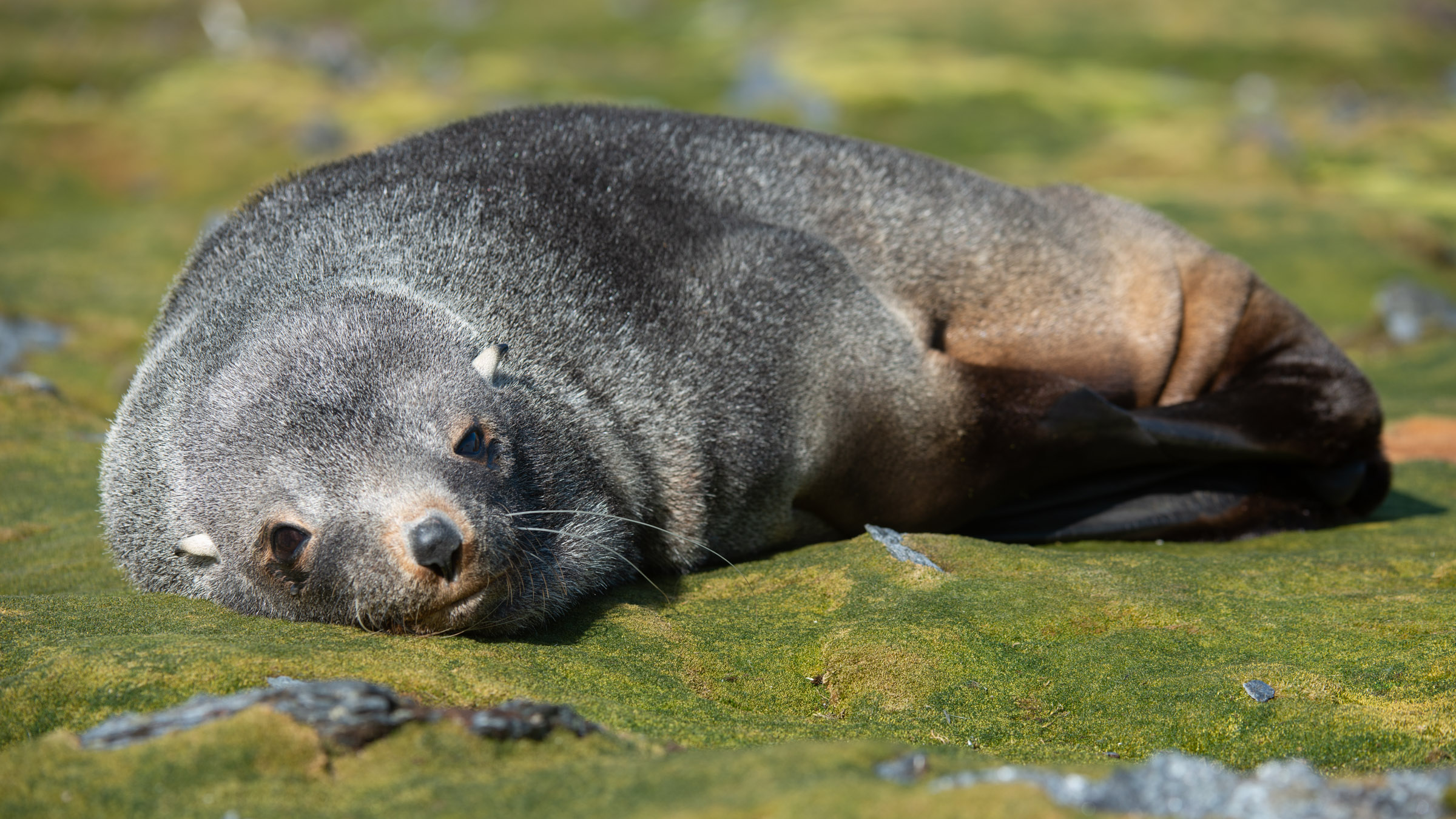 A seal lying on mossy ground