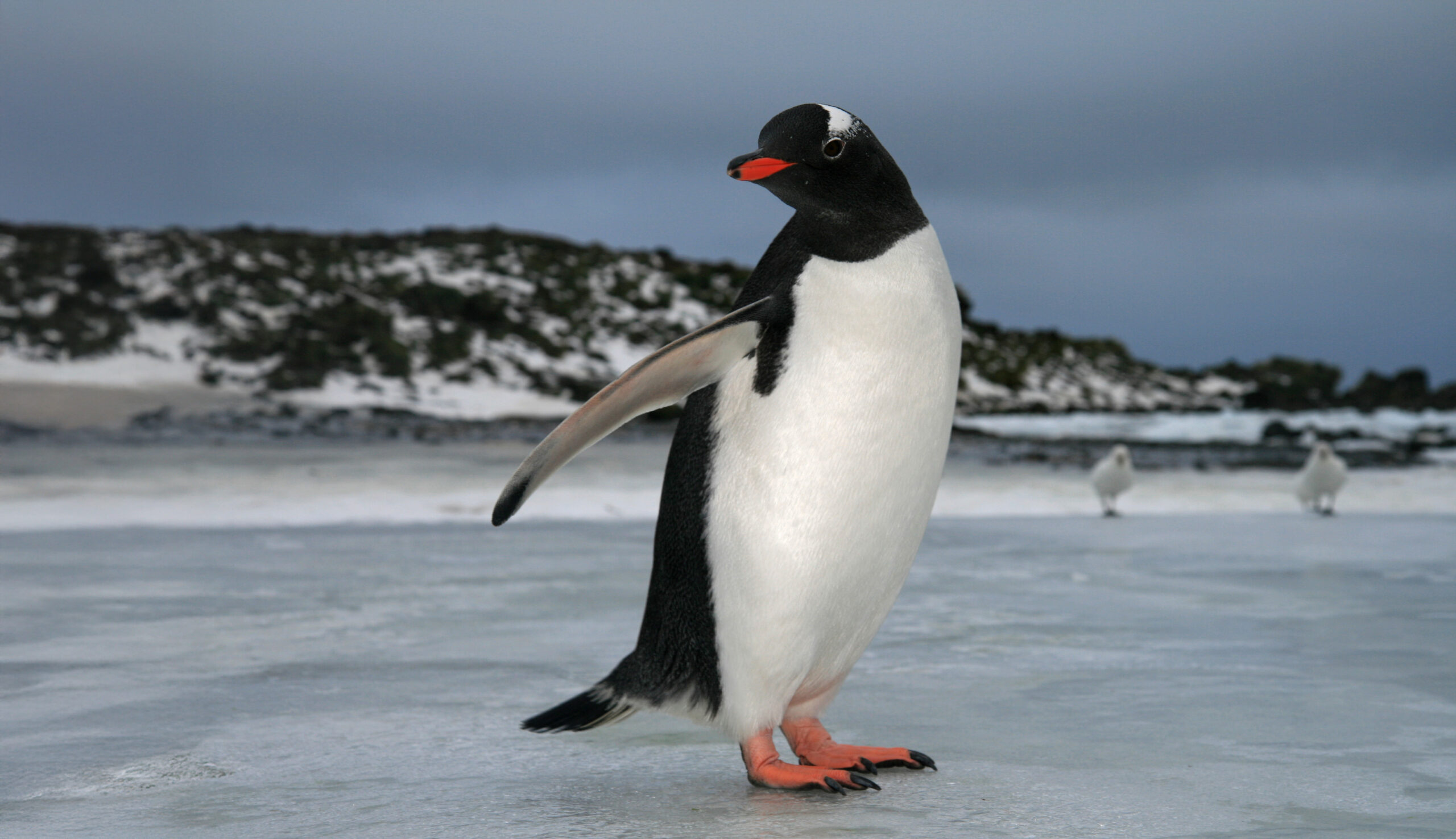 A penguin with an orange beak and orange feet looks at the camera with his flipper sticking out so it looks like the penguin is posing