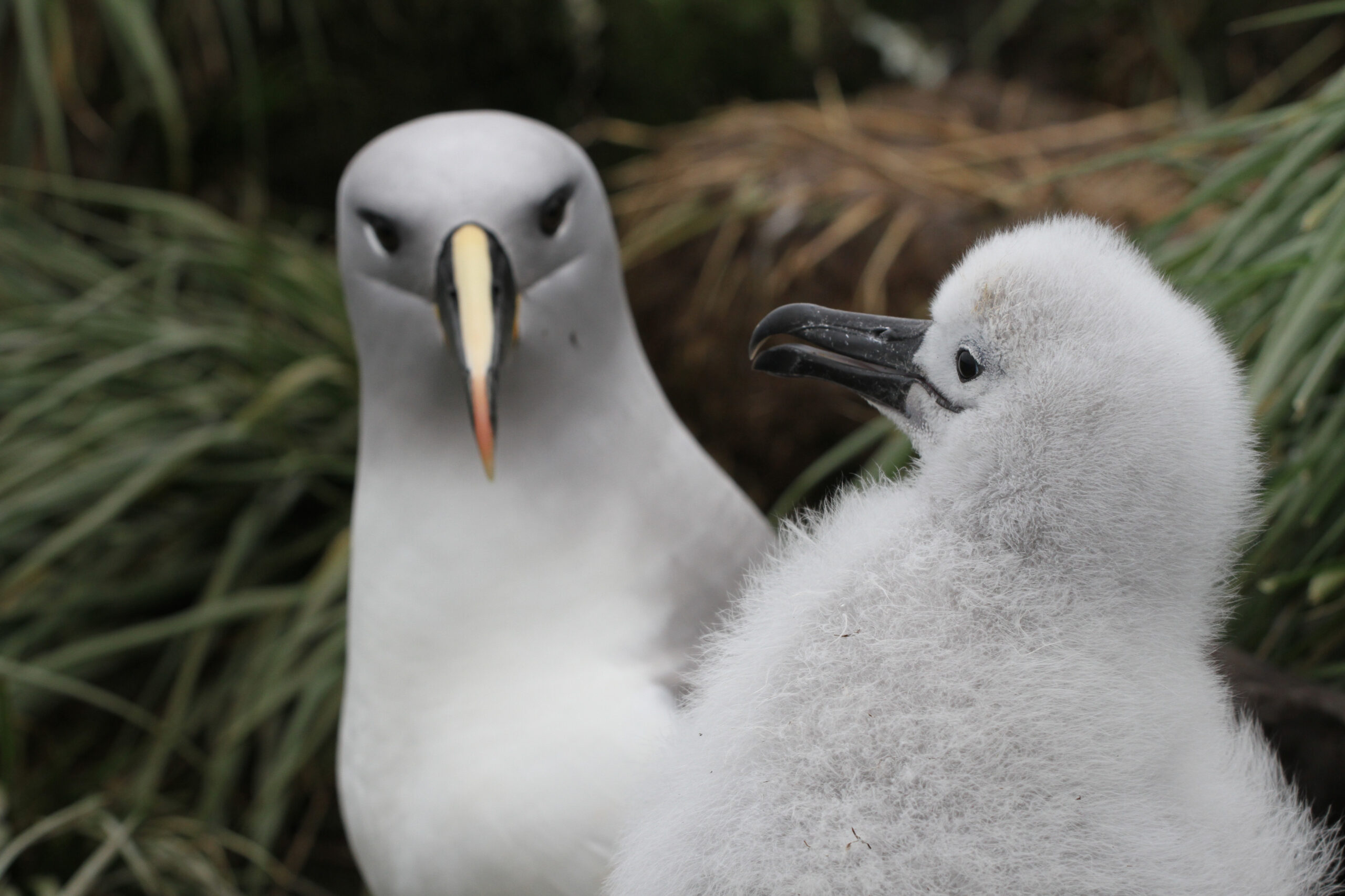 A white bird with a yellow beak and small black eyes stares down the camera lens. There is a smaller, fluffy white bird next to it