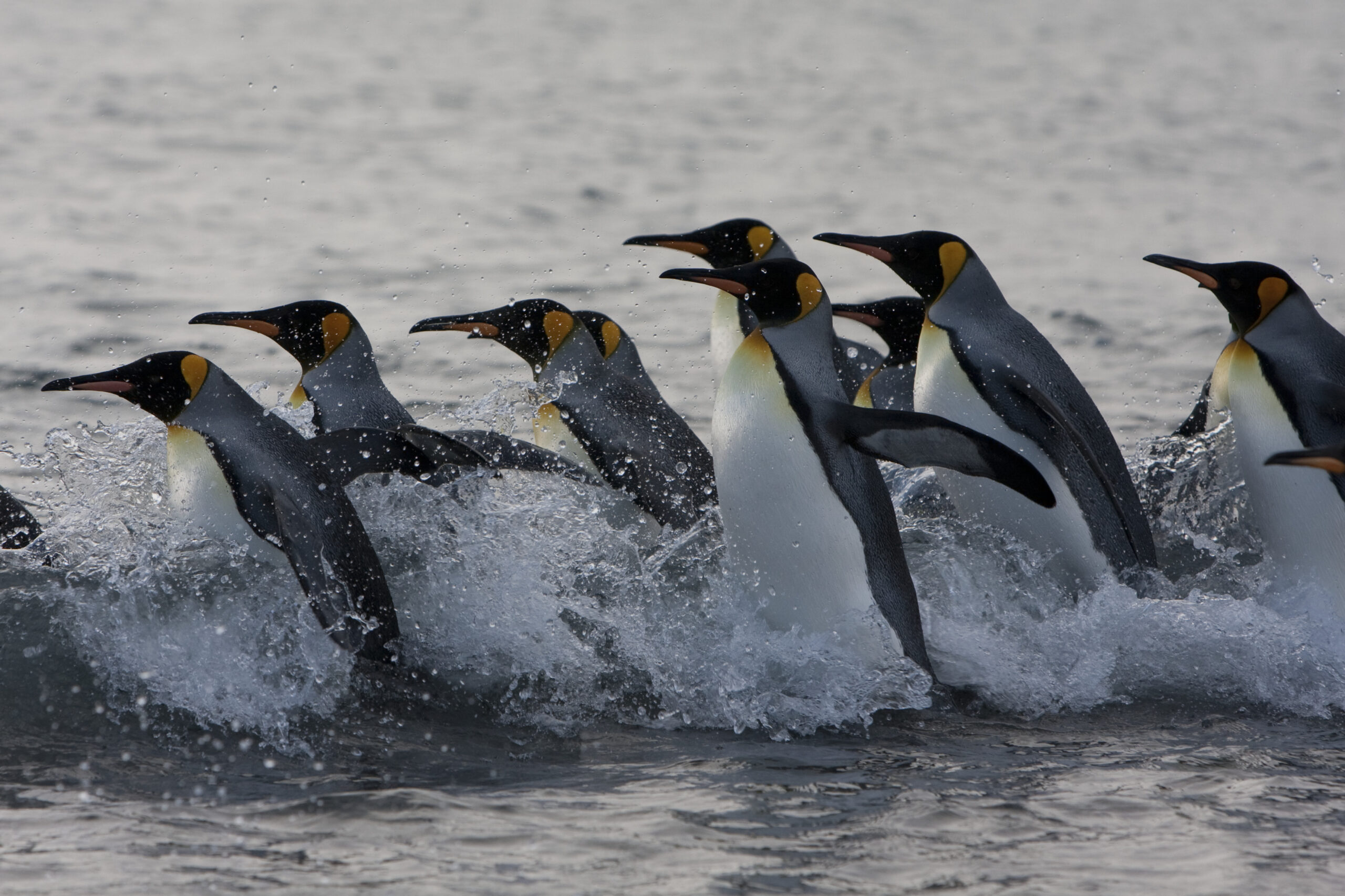 A group of penguins running through the surf