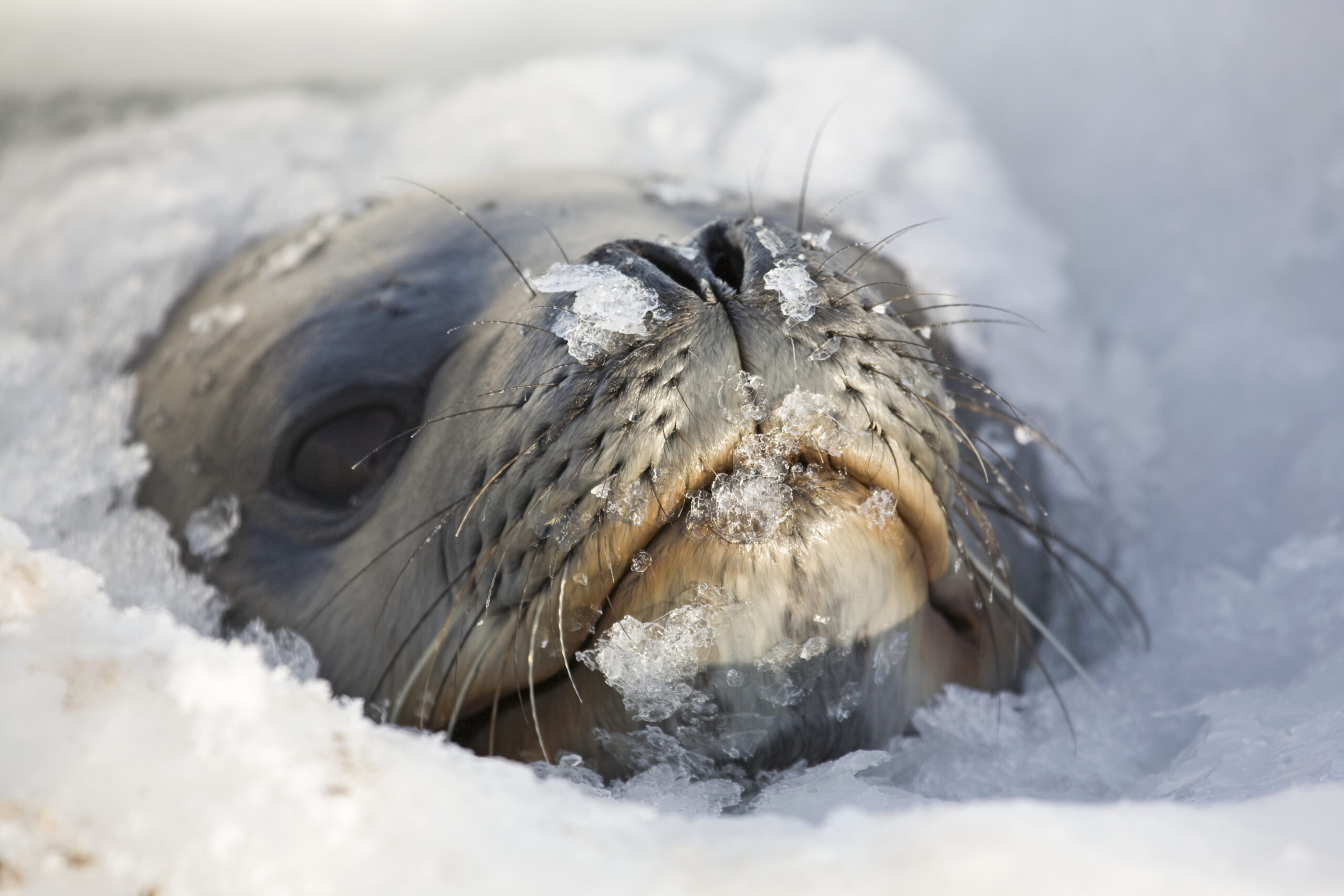 A close up of a seal's face poking its head through some ice.