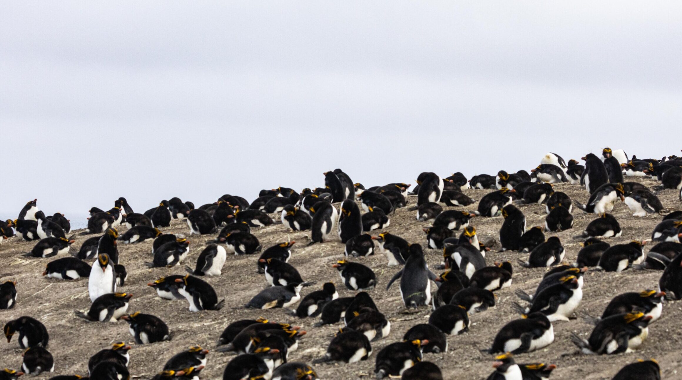 A group of penguins on rocky ground, with a plane flying by in the distance