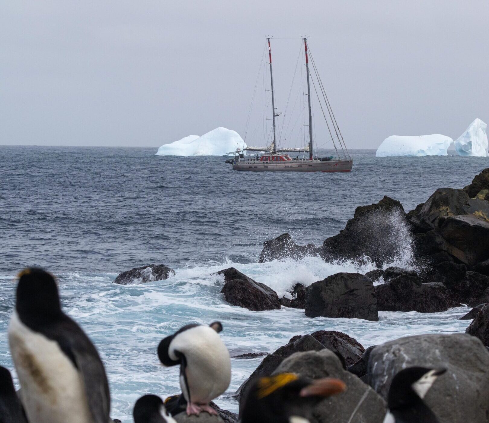 A penguin on a rocky coast with a sailing boat and icebergs in the distance