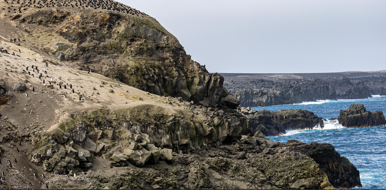 A cliff with penguins on