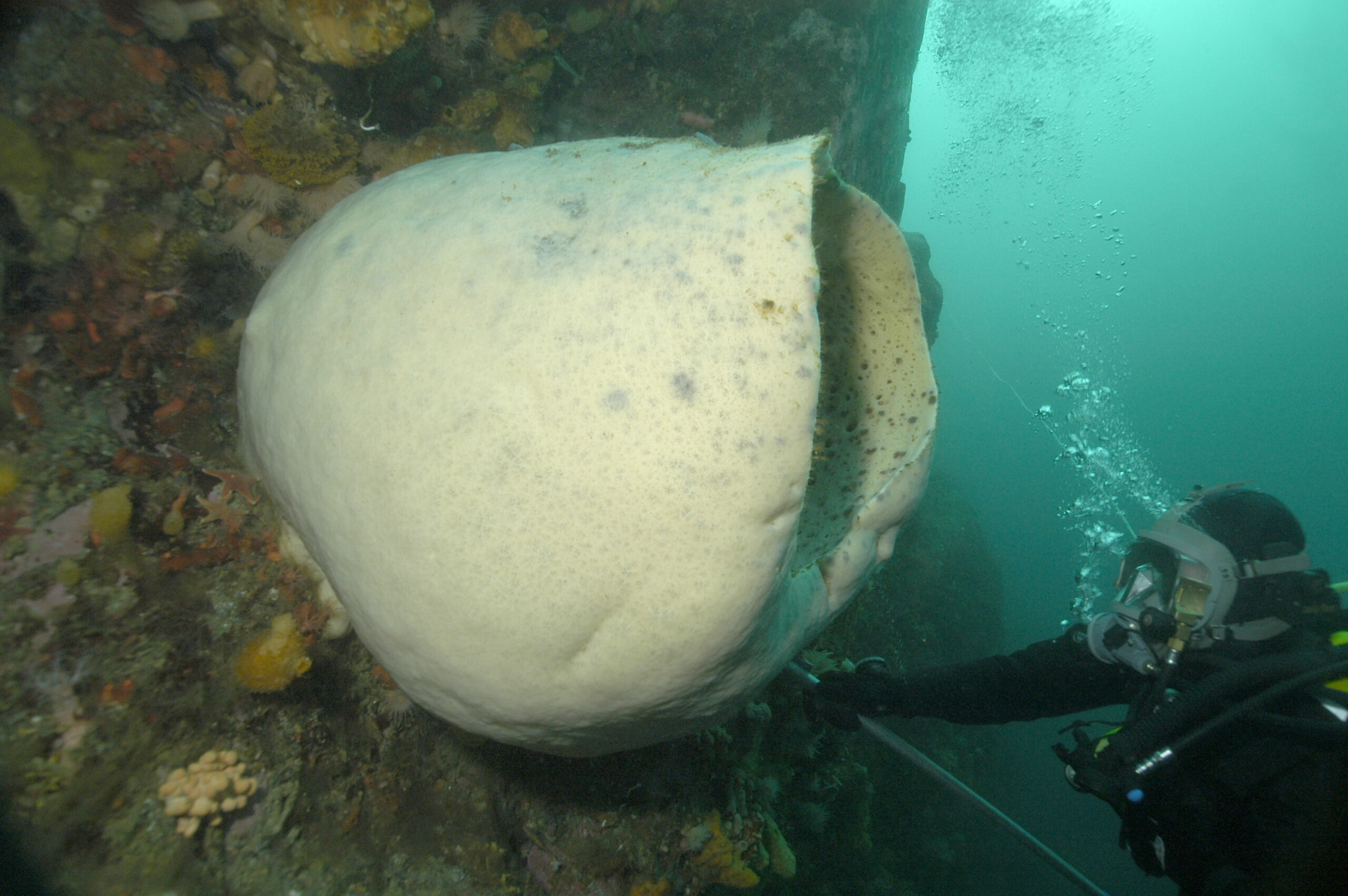 A giant barrel sponge with a diver next to it