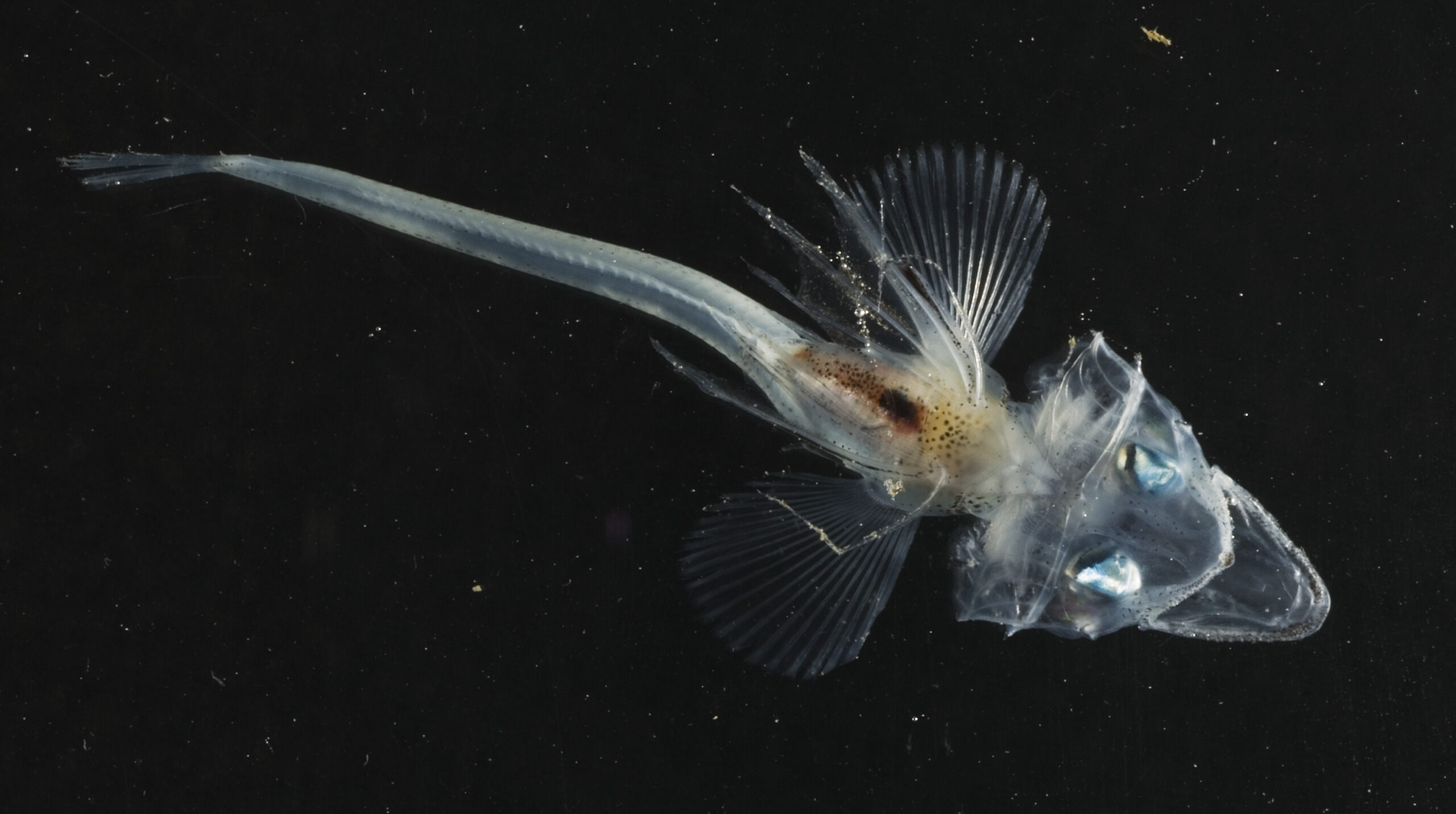 A view from above of an icefish