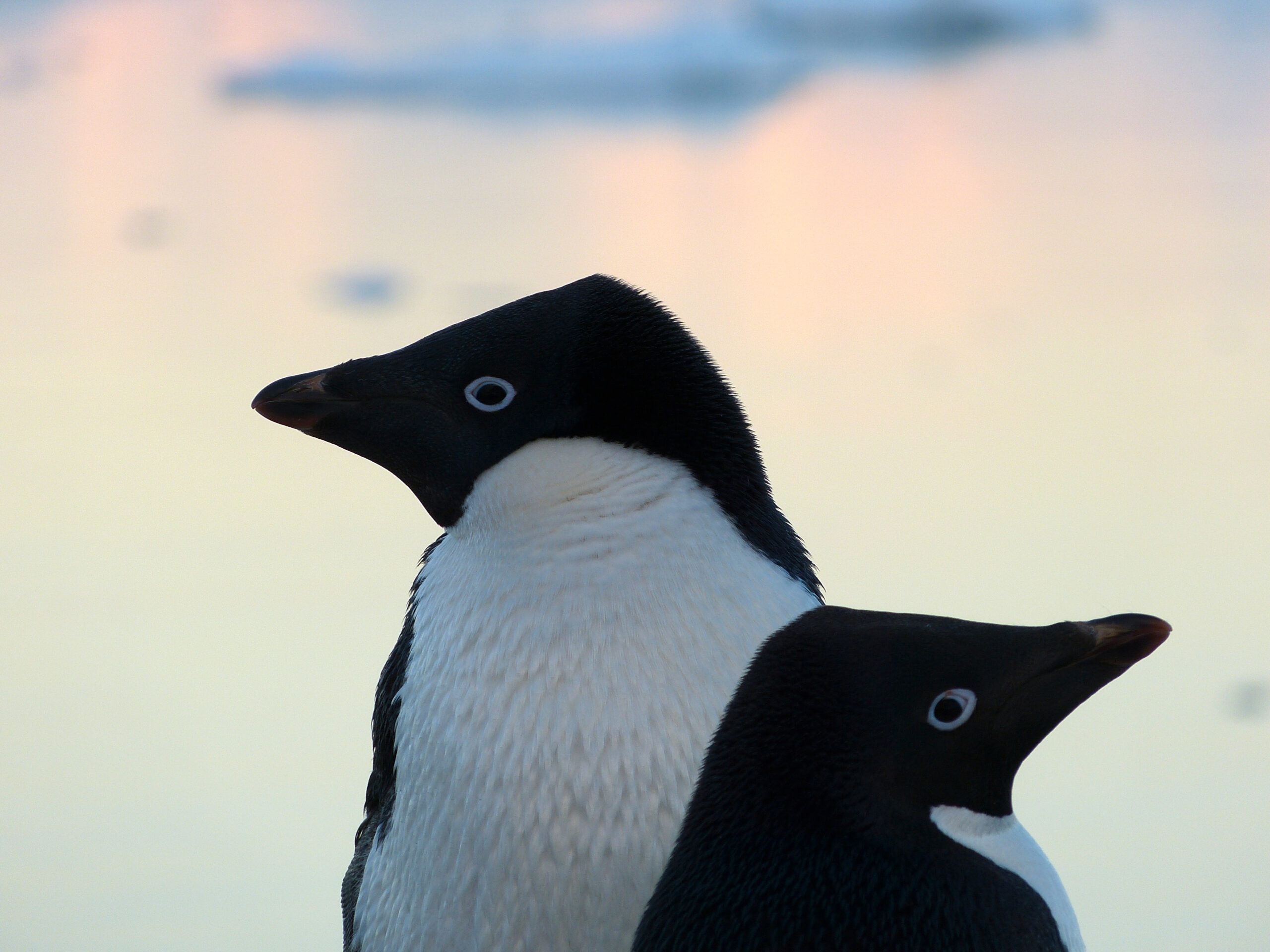 Two penguins looking in opposite directions