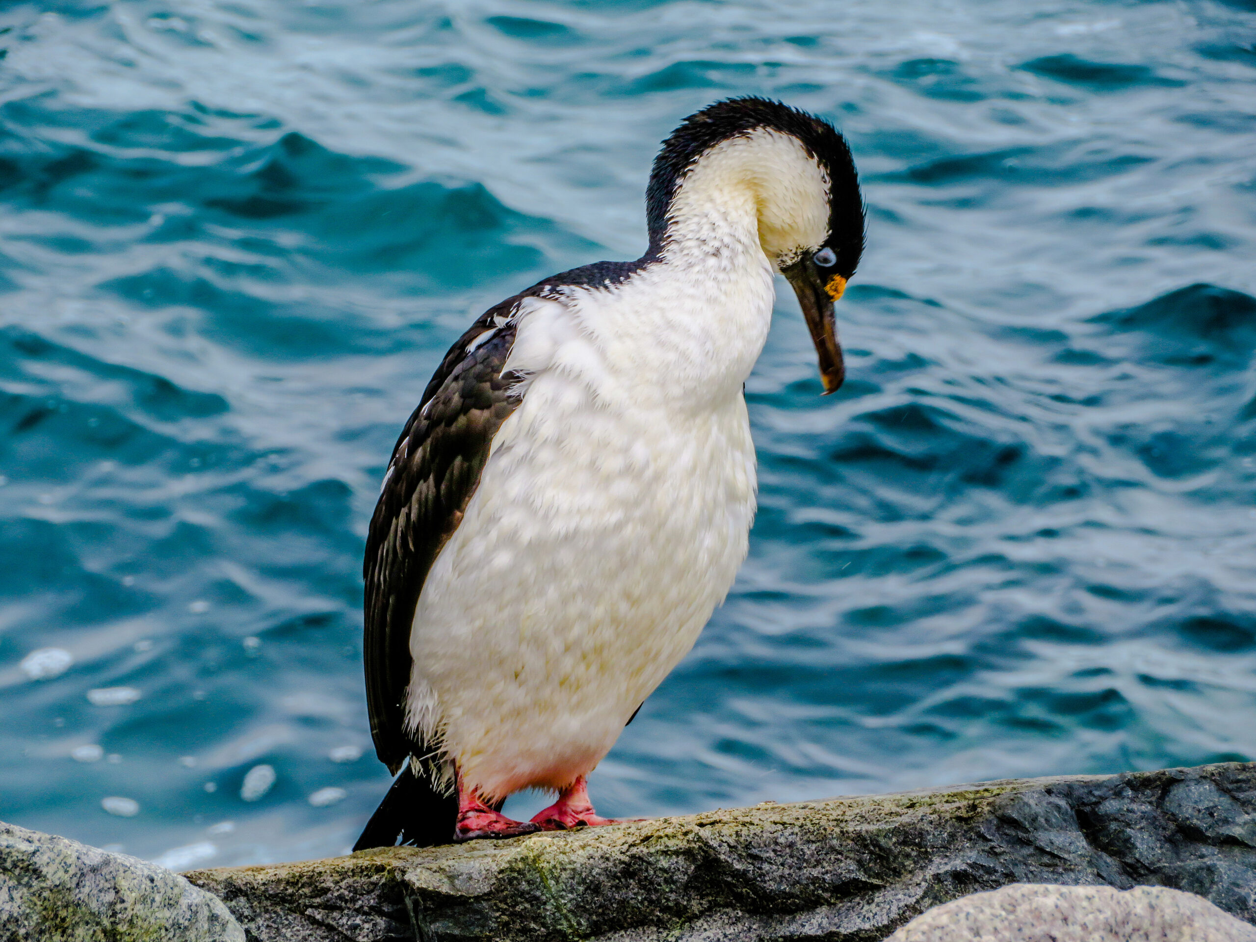 A seabird perched on a rock with ocean behind it
