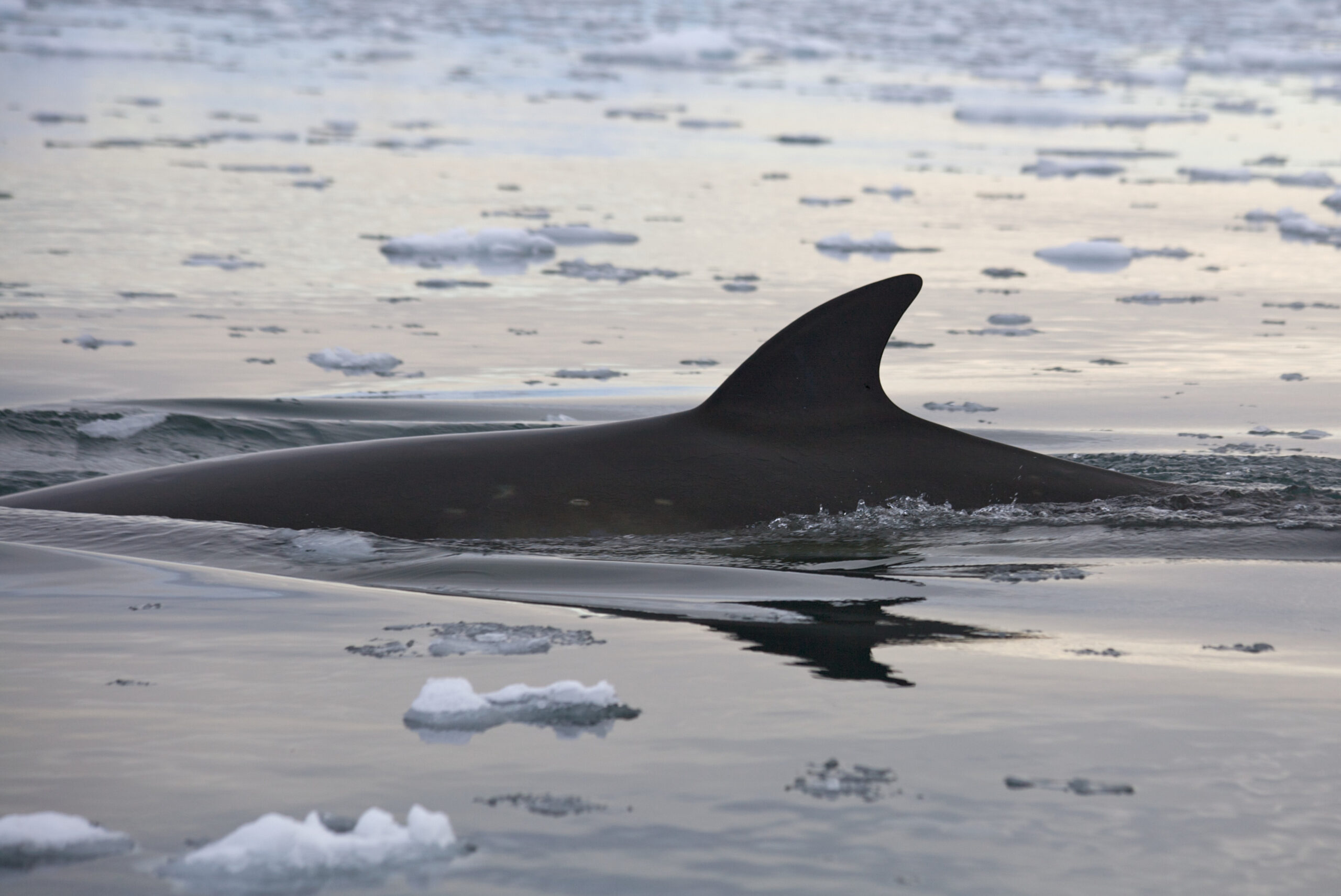 A whales dorsal fin visible above the water