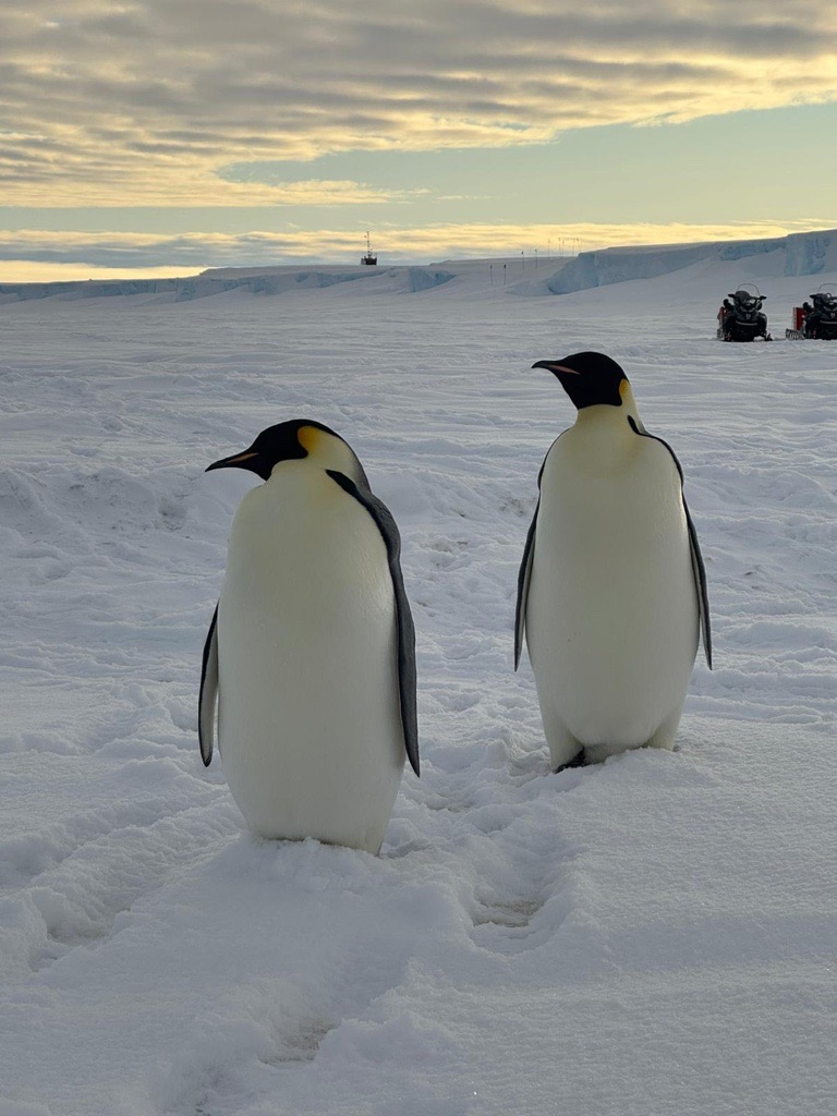 Two emperor penguins