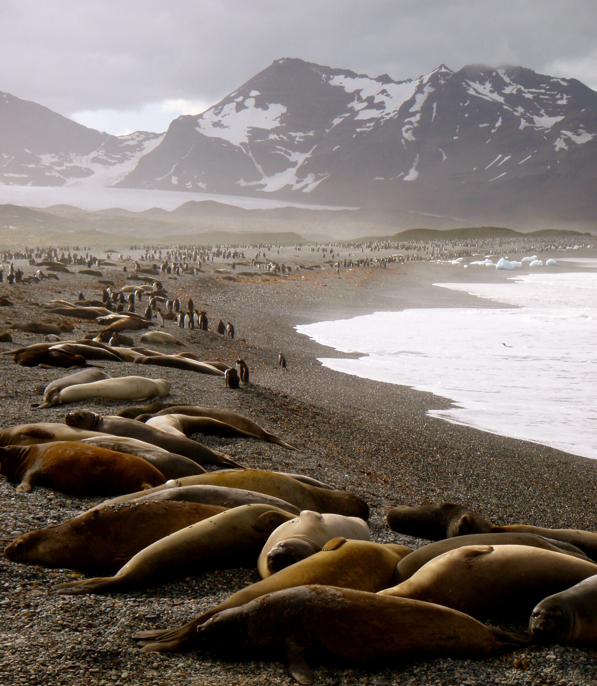 A group of elephant seals lying on a beach, interspersed with some penguins