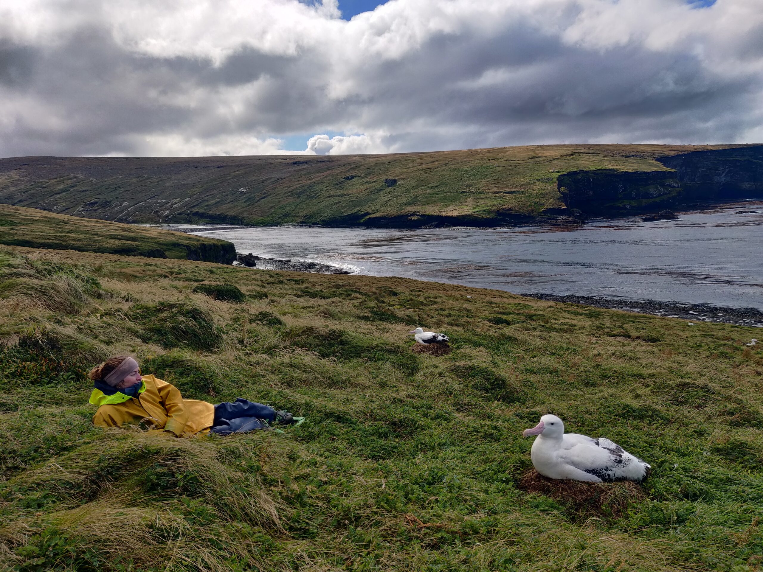 A person in a yellow jacket lies on grassy terrain near the ocean, watching two large albatrosses on nests.