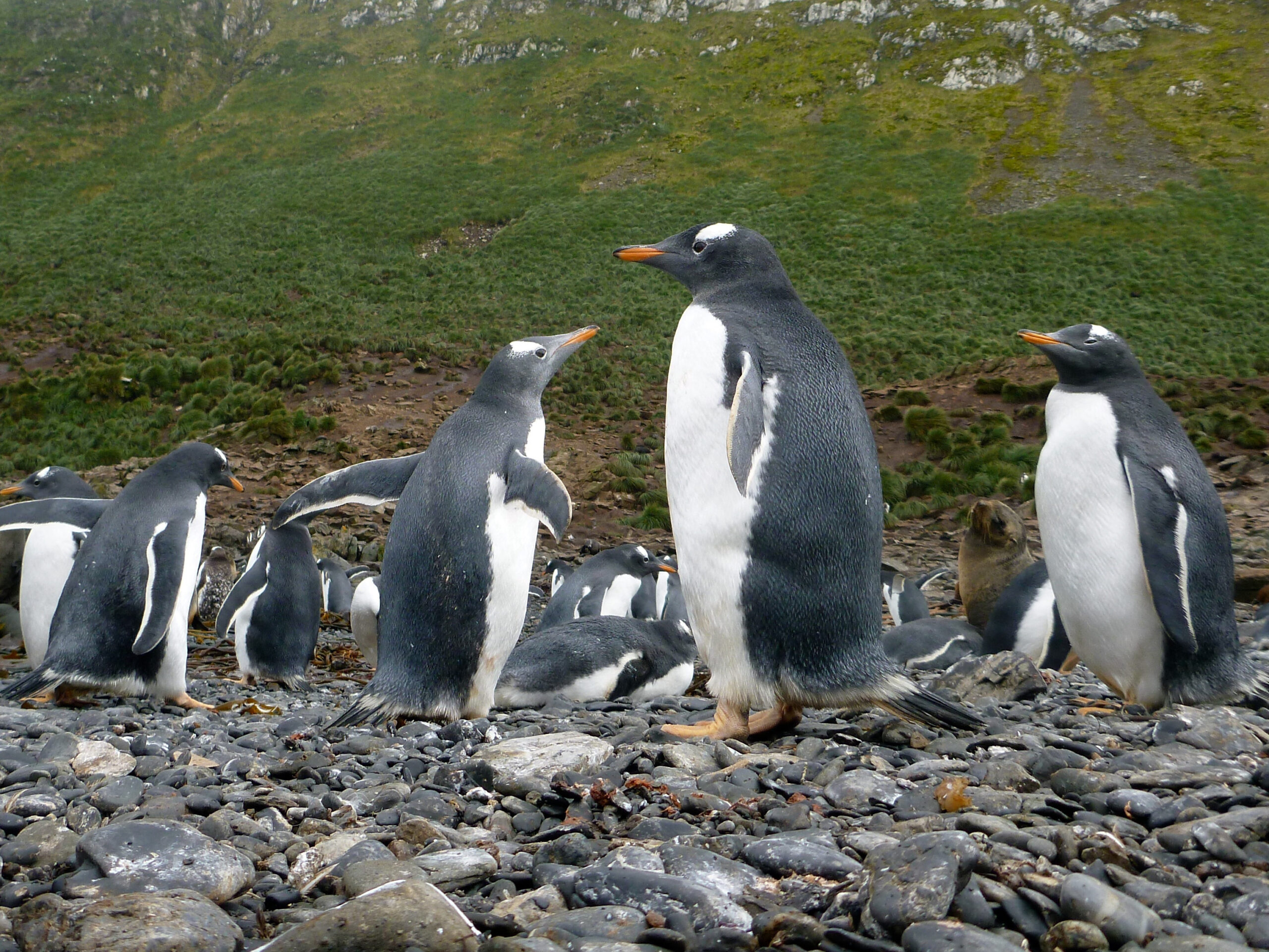 A group of gentoo penguins