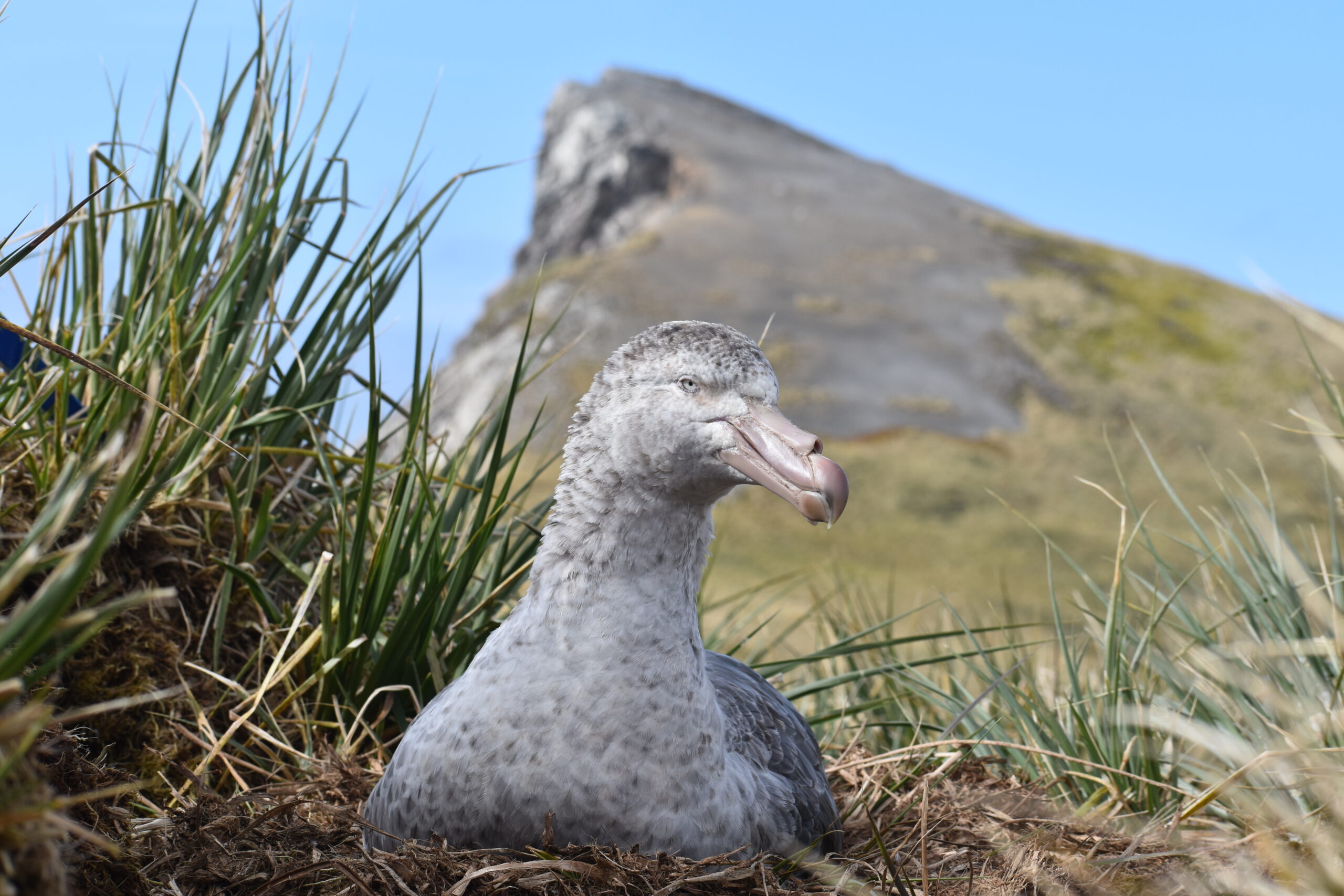 A large grey seabird sits nestled in grassy terrain, with a blurred mountainous background and a clear blue sky
