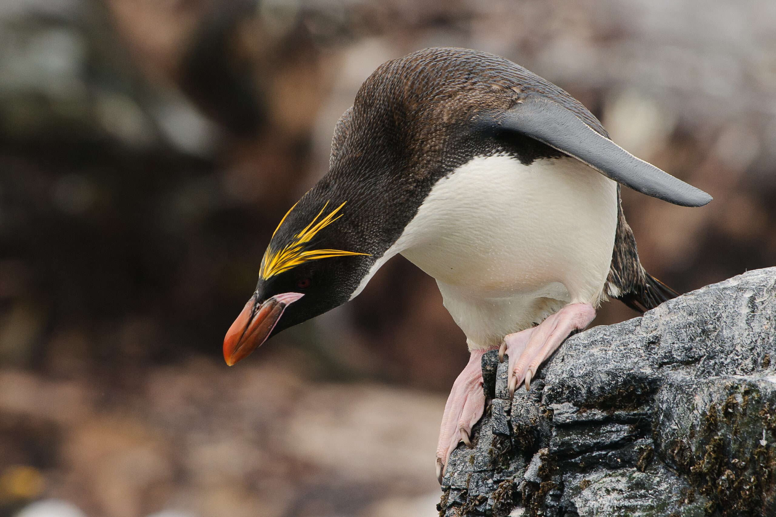A penguin with vibrant yellow crests peers over a rocky ledge. Its glossy black and white feathers contrast against the rugged, blurred background.