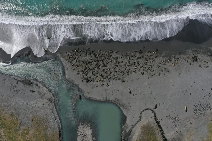 An aerial shot of southern elephant seals lying on a beach. Waves are crashing onto the beach