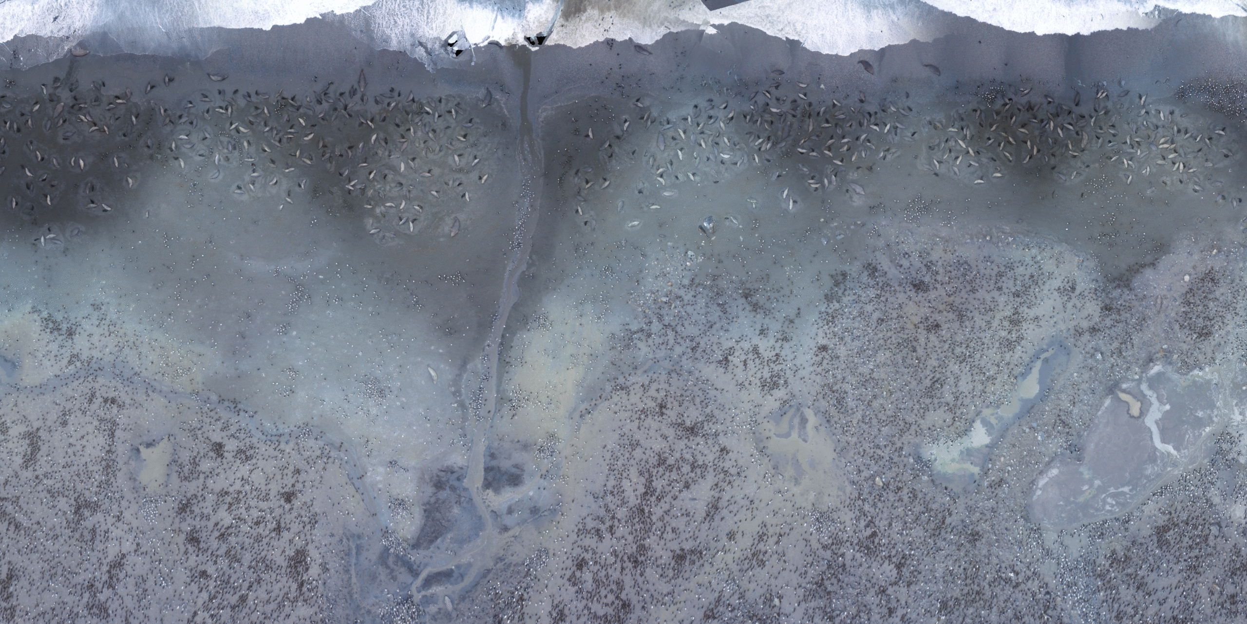 An aerial photo of southern elephant seals on a beach. This was taken by a satellite image so the seals are just dots