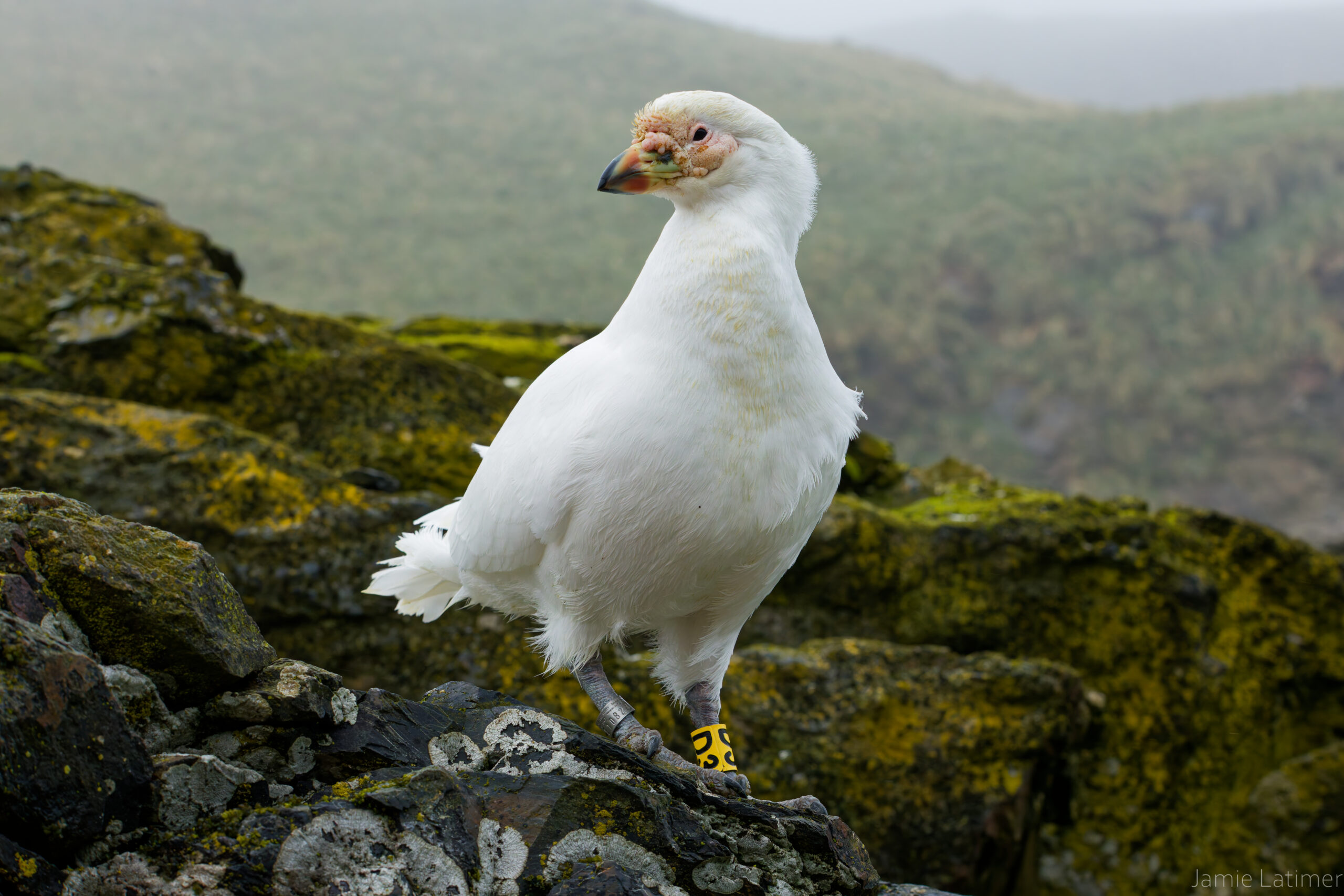 White bird with a speckled face stands on lichen-covered rocks, against a foggy, mountainous backdrop. Bird has a yellow leg band around one leg.