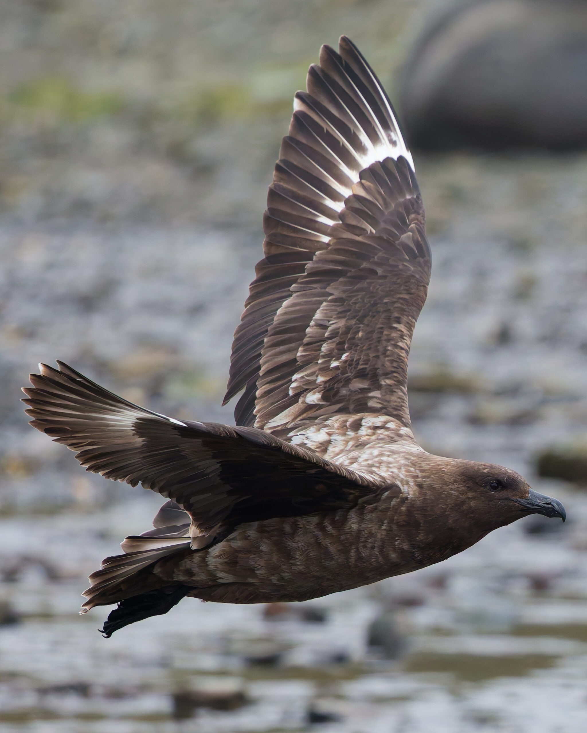 A brown, mottled seabird in mid-flight with wings outstretched, showing detailed feathers. The blurred rocky background suggests movement and focus.
